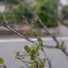 木の芽が出て…春のちらし寿司♪