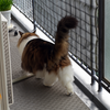 ねこねこ戦隊べらんだー