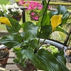 今までの玉ねぎみじん切りはなんだったんだ～＆ベランダーは夏野菜の夢を見る。