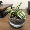 観葉植物の植え替え