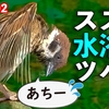 0802【スズメとツバメの水浴び】カルガモ親子。コサギ捕食とカワセミどアップ。ハト交尾未遂など【今日撮り野鳥動画まとめ】身近な生き物語