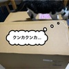 キャットタワーが届きましたΣ(ﾟДﾟ υ) ｱﾘｬ！逸斗・3