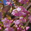 河津桜がやっと咲きました（速報）