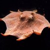 Flapjack Octopus