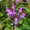 野の花も春の競争を始めています