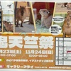 阪神甲子園｜カピバラに会える！2024年11月23日・24日「鬼天竺祭」カピバラ好きさんは行きましょう✨