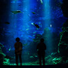 暑い夏を涼やかにする京都水族館写真
