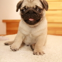 pug-hug ***Big hug***