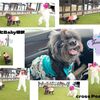 ドッグラン併設カフェ・犬見知りsolaと頑張ったBaby怪獣のあんよ