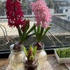 花粉飛ぶ