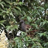 Andean Guan アンデスシャクケイ