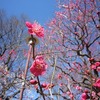 小金井公園_梅まつり（東京都小金井市）