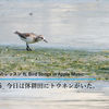 日々のレッスン #005「今日は休耕田にトウネンがいた。」（ft. Bird Songs in Apple Music）