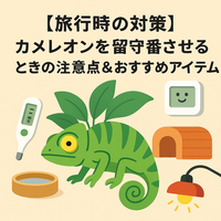 【旅行時の対策】カメレオンを留守番させるときの注意点＆おすすめアイテム