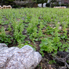 山形県鶴岡市の在来野菜　友江フキ