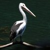 Australian Pelican  コシグロペリカン