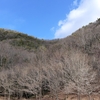 初めて見掛けた野鳥　アオジ　撮ったらもう１羽写ってた