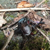 オオヒラタシデムシに食べられるカブトムシ 2012