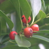 花粉が飛びかうのに、軒先に洗たくもの