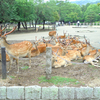 【修行旅行】奈良４　鹿ってやつは、とにかく可愛い