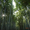 圧巻、嵯峨野の竹林２～デジカメバージョン