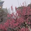 大阪城梅林、みたび…２０２５年３月１日