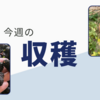 今週「収穫したもの」について