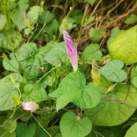 アサガオの花にたとえる、人の一生