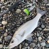 上半期ベストな魚