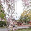 富士宮の桜2021：茶畑カフェとドクターイエロー