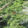 立春　八景水谷公園のカワセミ