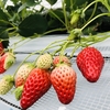 完熟いちご🍓狩り情報　3月10日(火)開園日です‼️✨🍀