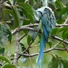 Malabar Parakeet ミドリワカケインコ (南インドの鳥その4)