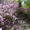 奈良県営馬見丘陵公園のミツバツツジ２０２３年（４月前半）