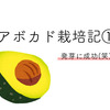 アボカド栽培記１ 発芽に成功(笑)