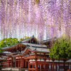 藤の花を平等院鳳凰堂で撮れ！4月20日