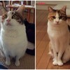 猫のダイエットを頑張った話（まとめ）