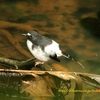 Sunda Forktail ヒメエンビシキチョウ （ジャワの鳥その34）