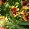 特攻花