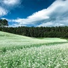 【2018年】中山高原の蕎麦畑、そばの花が満開！