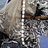 「諸外国はサハリンの魚を拒否するだろう 買ってくれるのは中国だけ」サハリン水産協会
