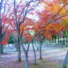 水郷公園の紅葉