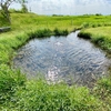 アクアプラザ遊水地の湧水池（静岡県沼津）