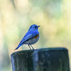 縁起の良い漂鳥＂ウソ＂そして＂ルリビタキ・オス＂＂クロジ＂＂カヤクグリ＂ほか　　　　野鳥撮影《第478回》