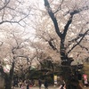 桜〜気持ちの良い気分〜