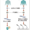 アルツハイマー、３薬併用で効果