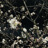 桜とおセンチ話