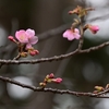 ◆今日の"しらこ桜"（白子町）