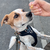 他の犬に吠える犬。小走りでやり過ごしたい飼い主。