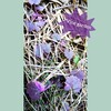 紫に色付いたグレコマ バリエガータ